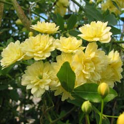 Rosier de Banks 'Lutea' / Rosa banksiae  Lutea